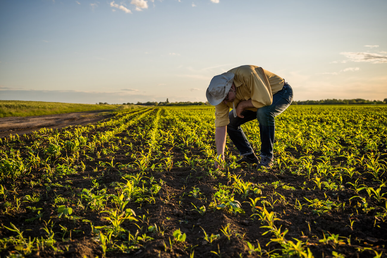 local agriculture