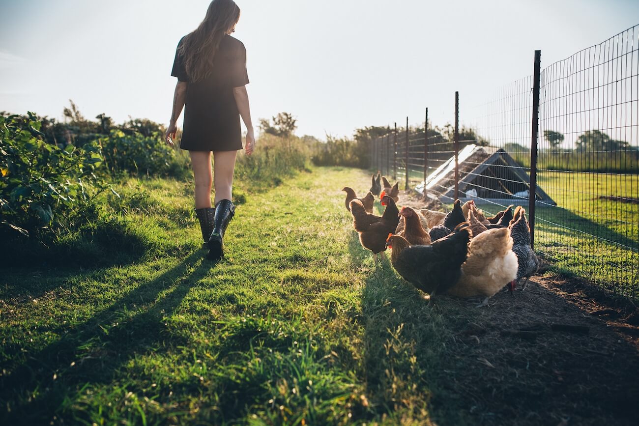 free range farming